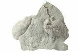 Two Cystoid (Holocystites) Fossils - Indiana #232701-1